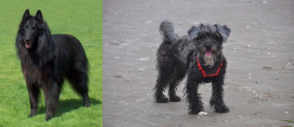 YorkiePoo vs Belgian Shepherd Dog (Groenendael) - Breed Comparison