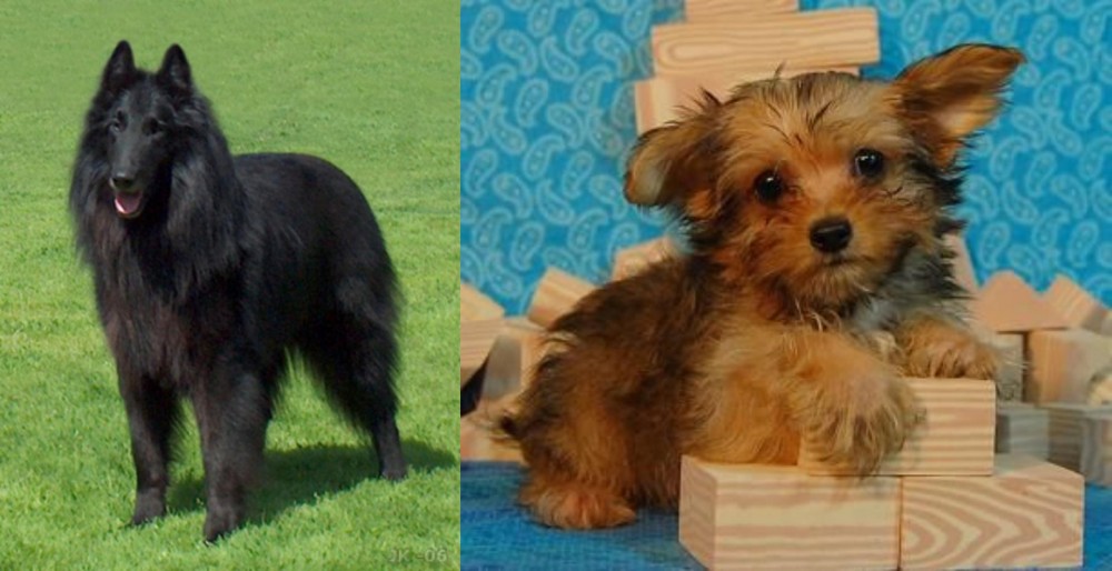 Yorkillon vs Belgian Shepherd Dog (Groenendael) - Breed Comparison