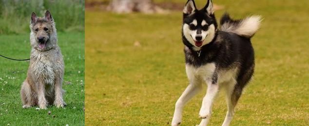 Alaskan Klee Kai vs Belgian Shepherd Dog (Laekenois) - Breed Comparison