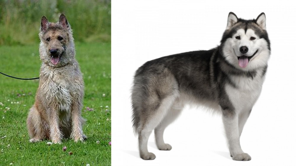 Alaskan Malamute vs Belgian Shepherd Dog (Laekenois) - Breed Comparison