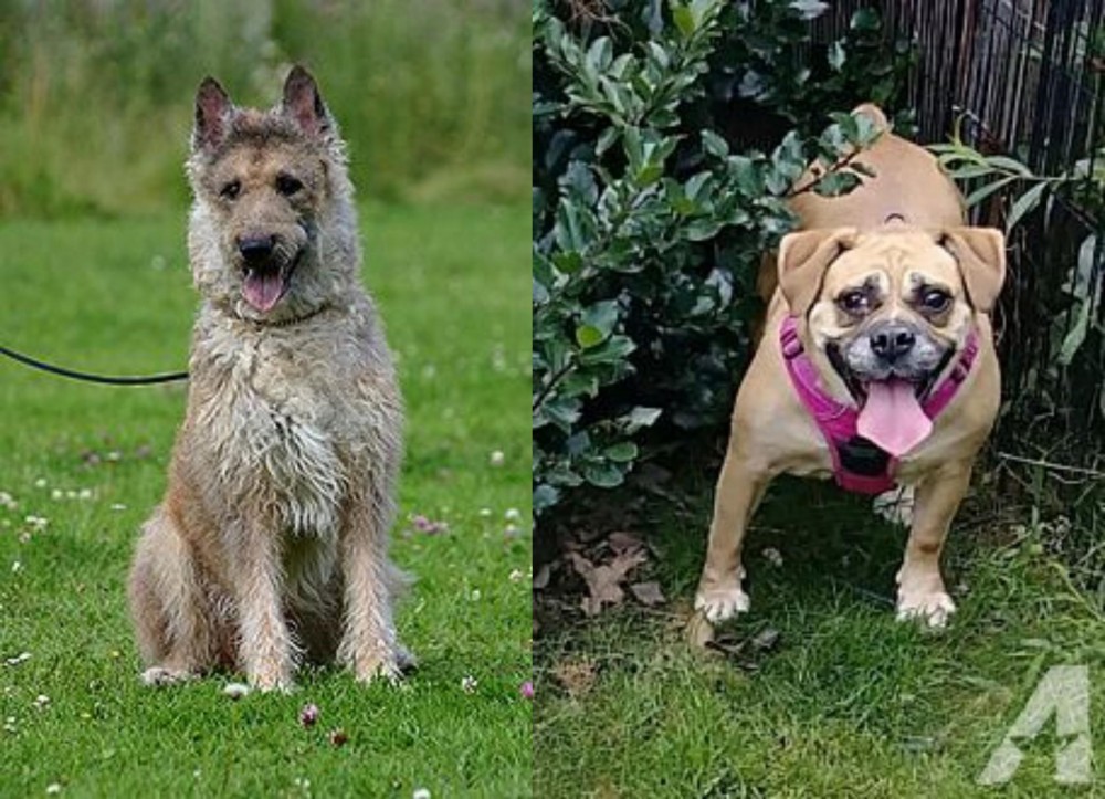 Beabull vs Belgian Shepherd Dog (Laekenois) - Breed Comparison
