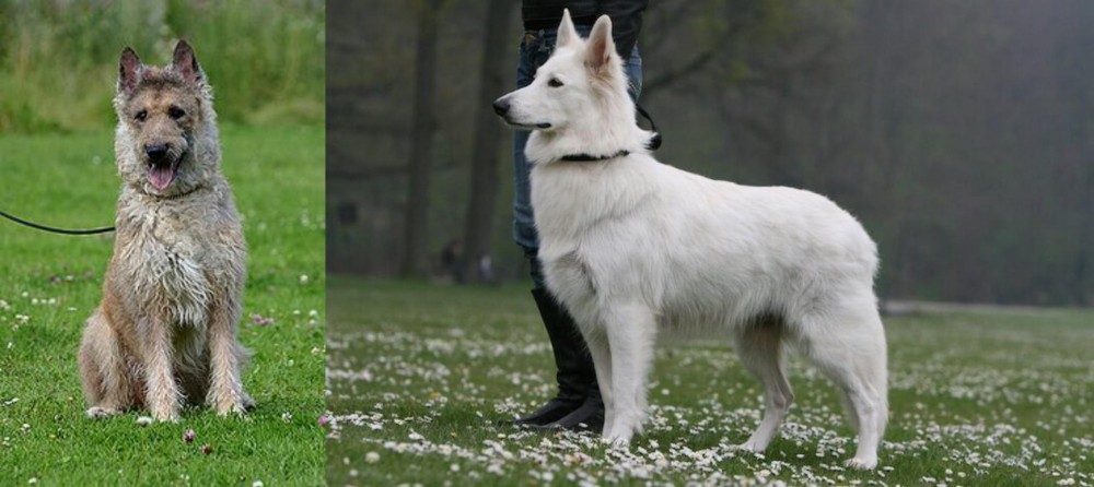 Berger Blanc Suisse vs Belgian Shepherd Dog (Laekenois) - Breed Comparison