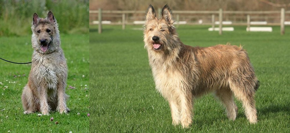Berger Picard vs Belgian Shepherd Dog (Laekenois) - Breed Comparison