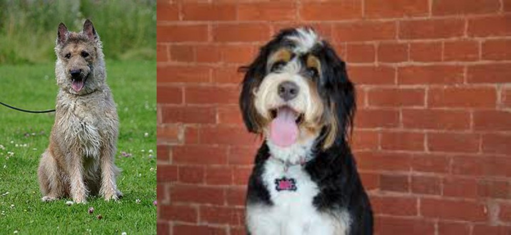 Bernedoodle vs Belgian Shepherd Dog (Laekenois) - Breed Comparison