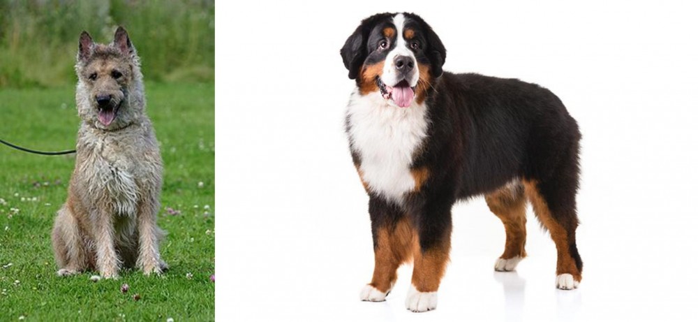 Bernese Mountain Dog vs Belgian Shepherd Dog (Laekenois) - Breed Comparison
