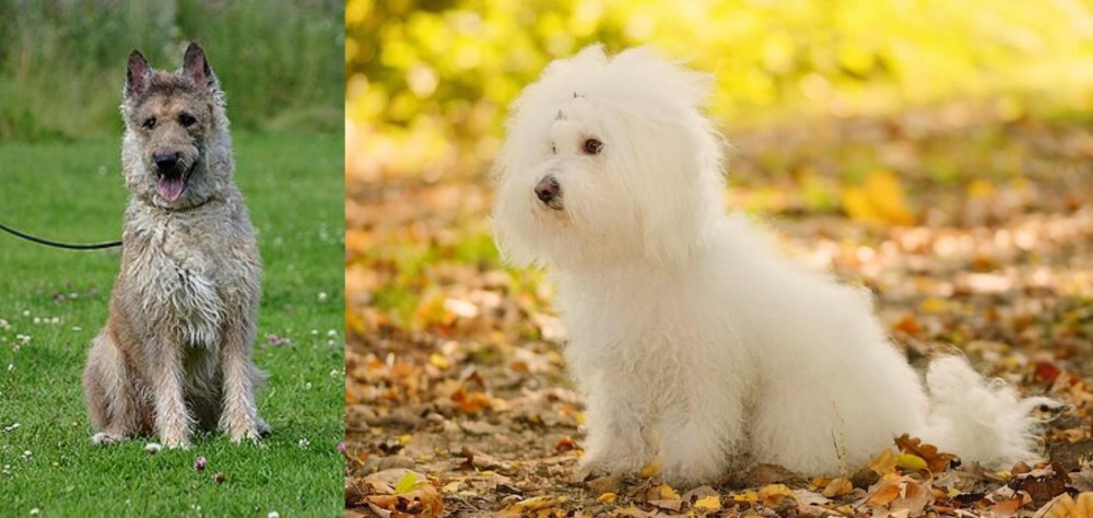 Bichon Bolognese vs Belgian Shepherd Dog (Laekenois) - Breed Comparison