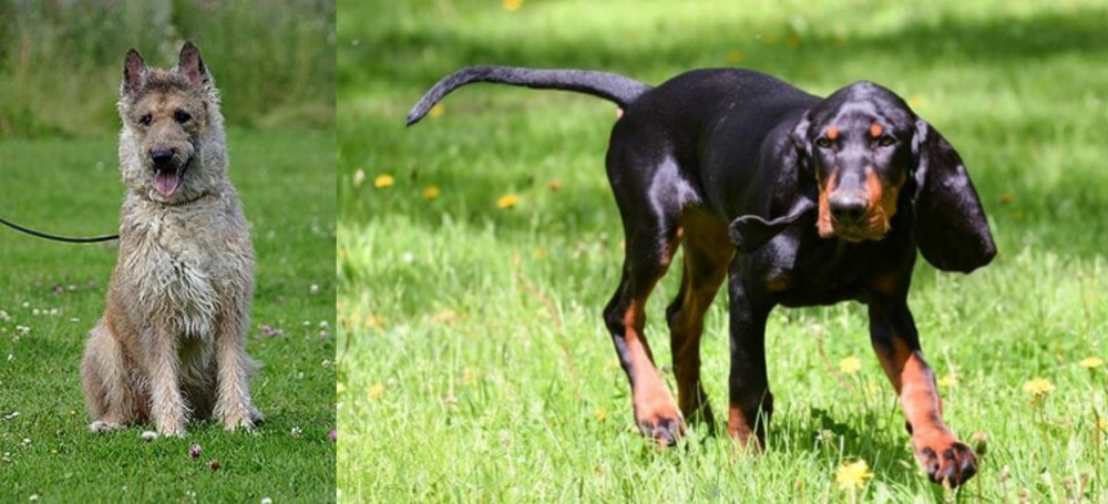 Black and Tan Coonhound vs Belgian Shepherd Dog (Laekenois) - Breed Comparison