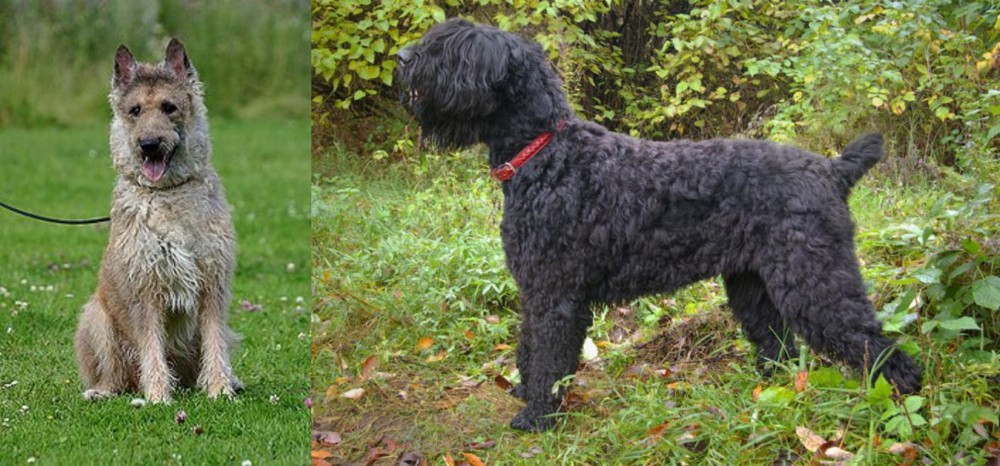 Black Russian Terrier vs Belgian Shepherd Dog (Laekenois) - Breed Comparison