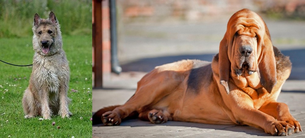 Bloodhound vs Belgian Shepherd Dog (Laekenois) - Breed Comparison