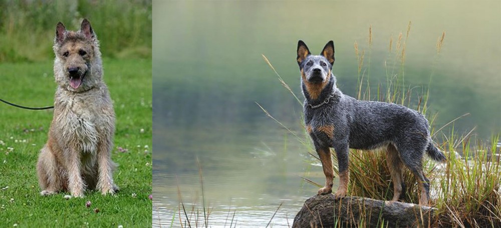 Blue Healer vs Belgian Shepherd Dog (Laekenois) - Breed Comparison