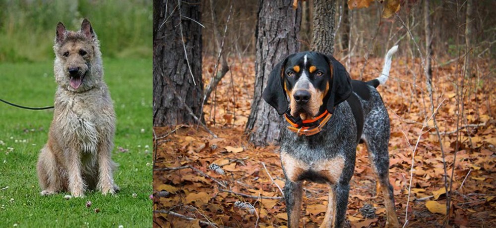 Bluetick Coonhound vs Belgian Shepherd Dog (Laekenois) - Breed Comparison