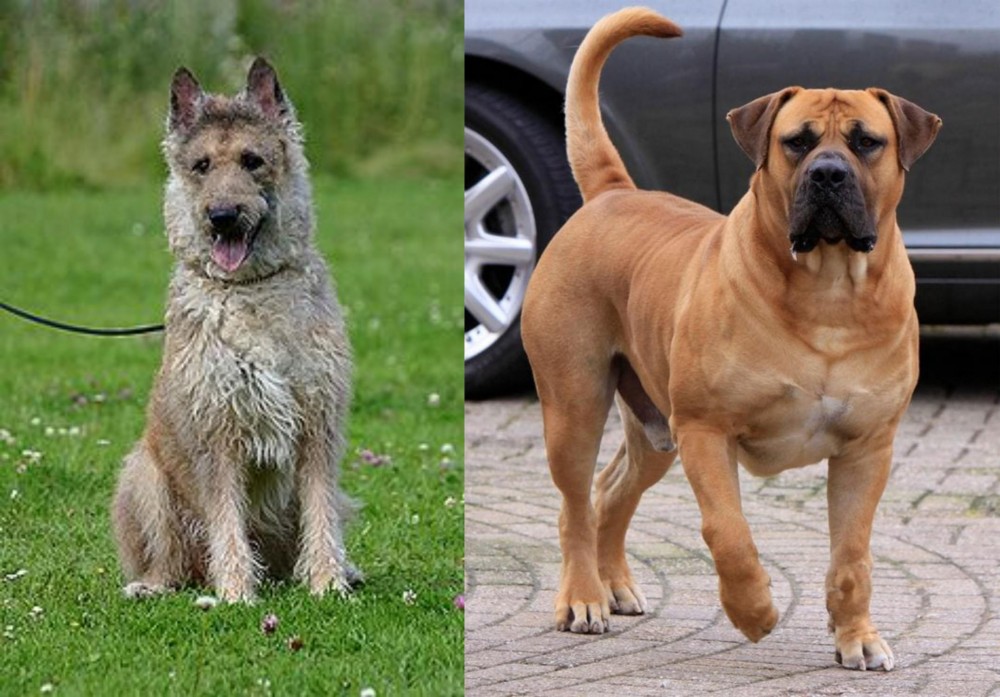 Boerboel vs Belgian Shepherd Dog (Laekenois) - Breed Comparison