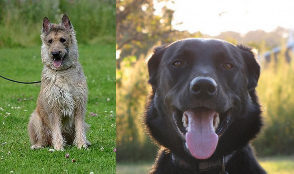 Borador vs Belgian Shepherd Dog (Laekenois) - Breed Comparison