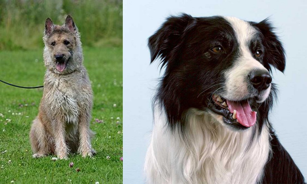 Border Collie vs Belgian Shepherd Dog (Laekenois) - Breed Comparison