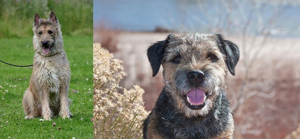 Border Terrier vs Belgian Shepherd Dog (Laekenois) - Breed Comparison