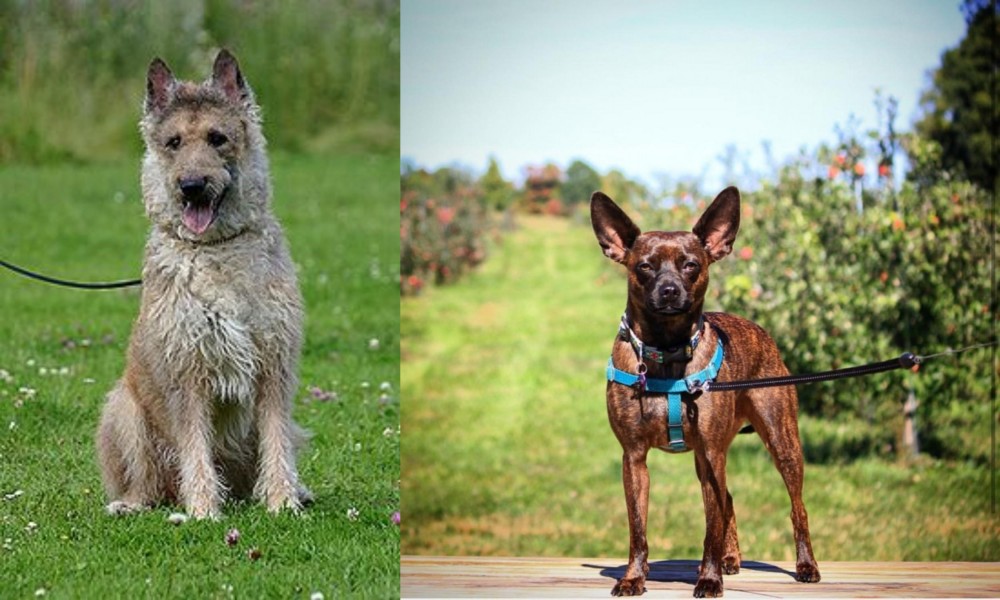 Bospin vs Belgian Shepherd Dog (Laekenois) - Breed Comparison