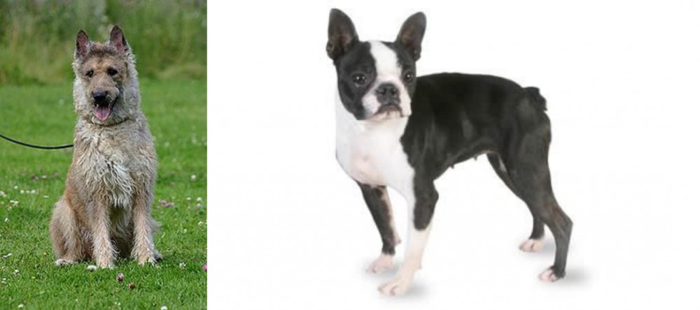 Boston Terrier vs Belgian Shepherd Dog (Laekenois) - Breed Comparison