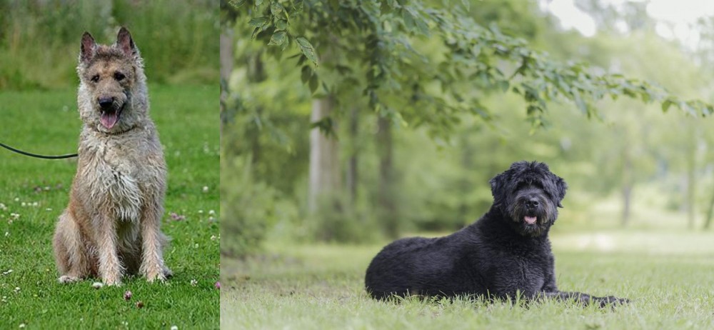 Bouvier des Flandres vs Belgian Shepherd Dog (Laekenois) - Breed Comparison