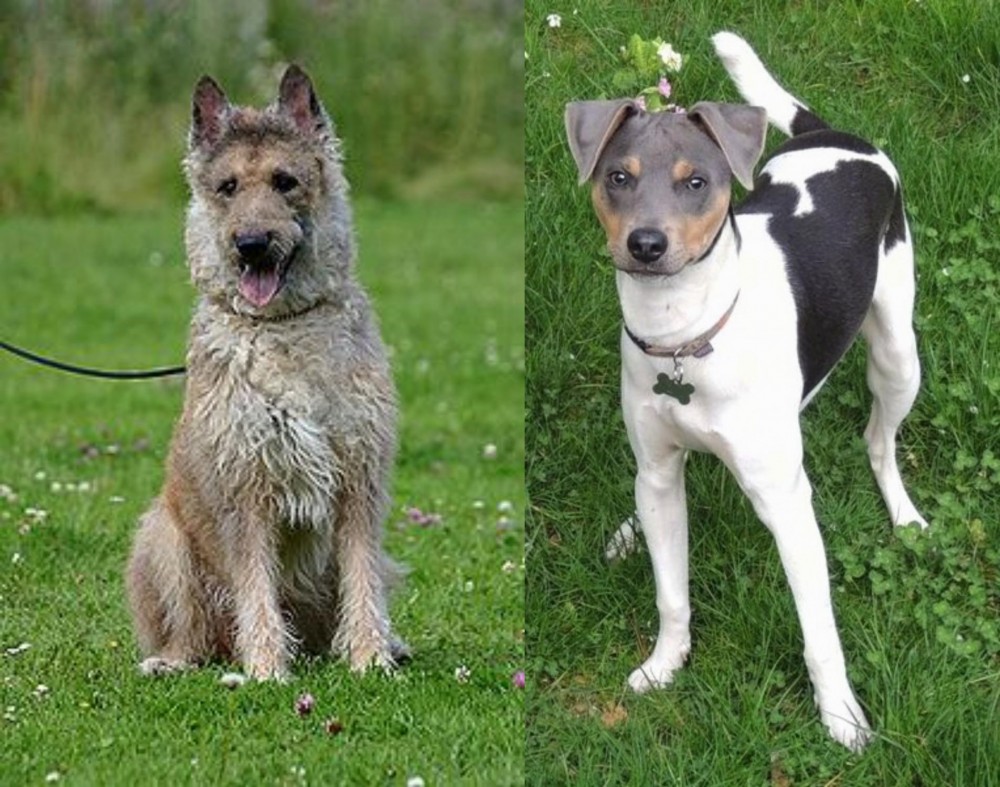 Brazilian Terrier vs Belgian Shepherd Dog (Laekenois) - Breed Comparison