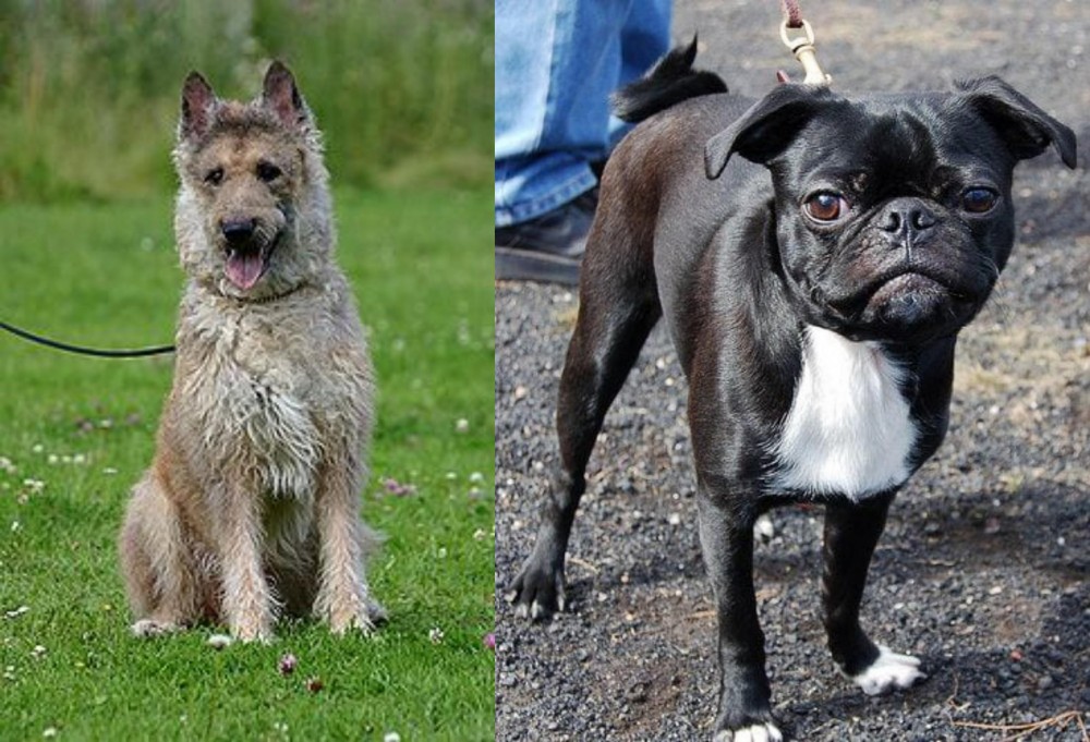 Bugg vs Belgian Shepherd Dog (Laekenois) - Breed Comparison