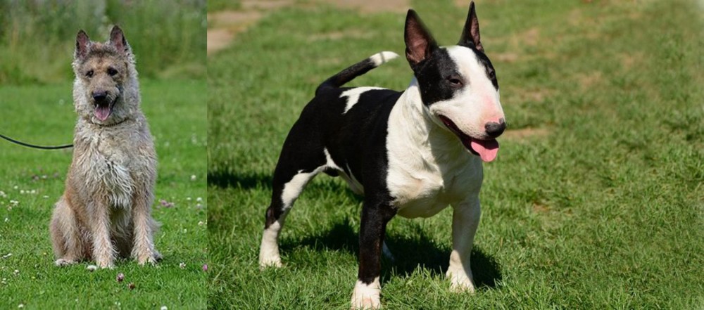 Bull Terrier Miniature vs Belgian Shepherd Dog (Laekenois) - Breed Comparison