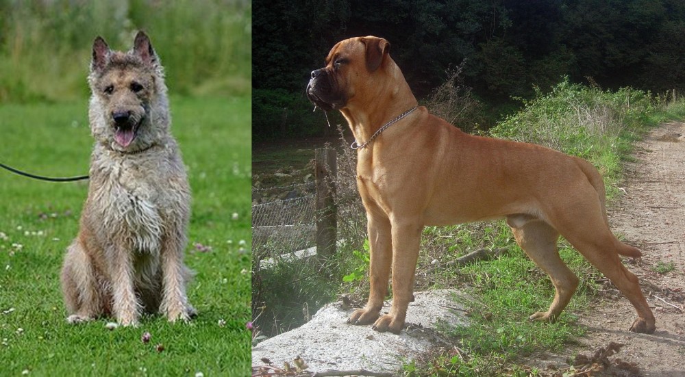 Bullmastiff vs Belgian Shepherd Dog (Laekenois) - Breed Comparison