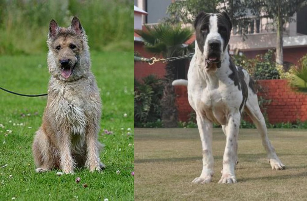 Bully Kutta vs Belgian Shepherd Dog (Laekenois) - Breed Comparison