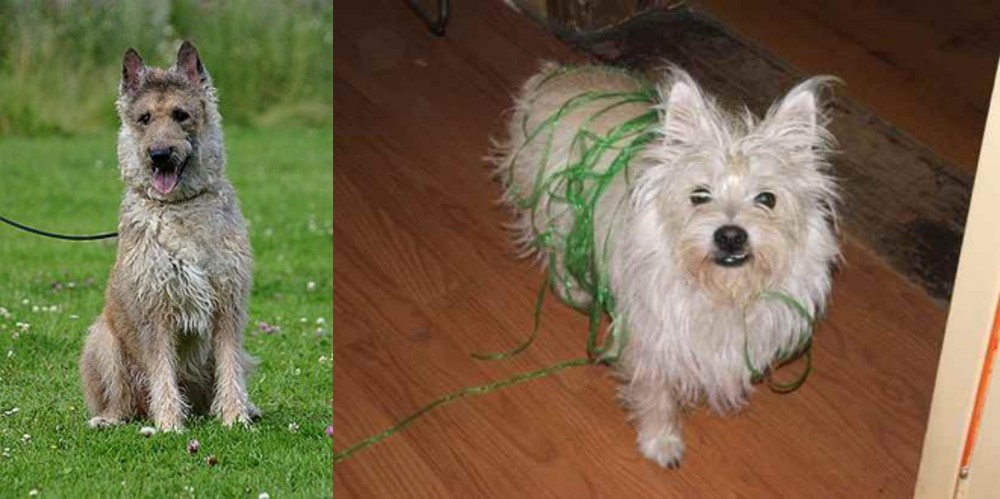 Cairland Terrier vs Belgian Shepherd Dog (Laekenois) - Breed Comparison