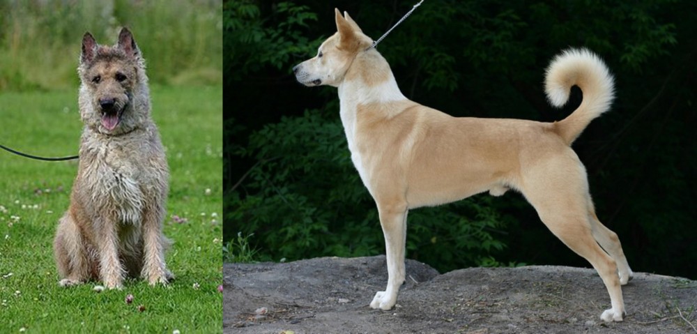 Canaan Dog vs Belgian Shepherd Dog (Laekenois) - Breed Comparison