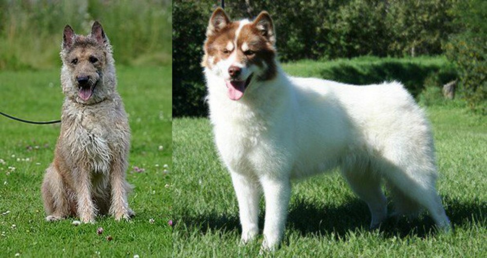 Canadian Eskimo Dog vs Belgian Shepherd Dog (Laekenois) - Breed Comparison