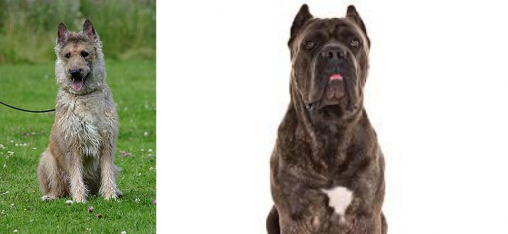 Cane Corso vs Belgian Shepherd Dog (Laekenois) - Breed Comparison