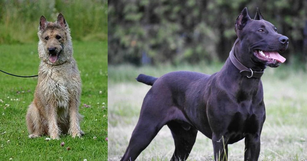 Canis Panther vs Belgian Shepherd Dog (Laekenois) - Breed Comparison