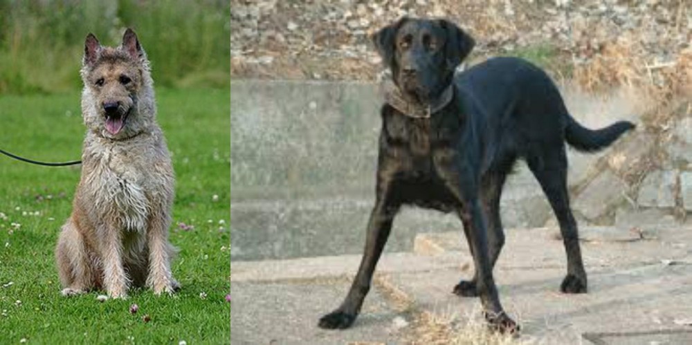 Cao de Castro Laboreiro vs Belgian Shepherd Dog (Laekenois) - Breed Comparison