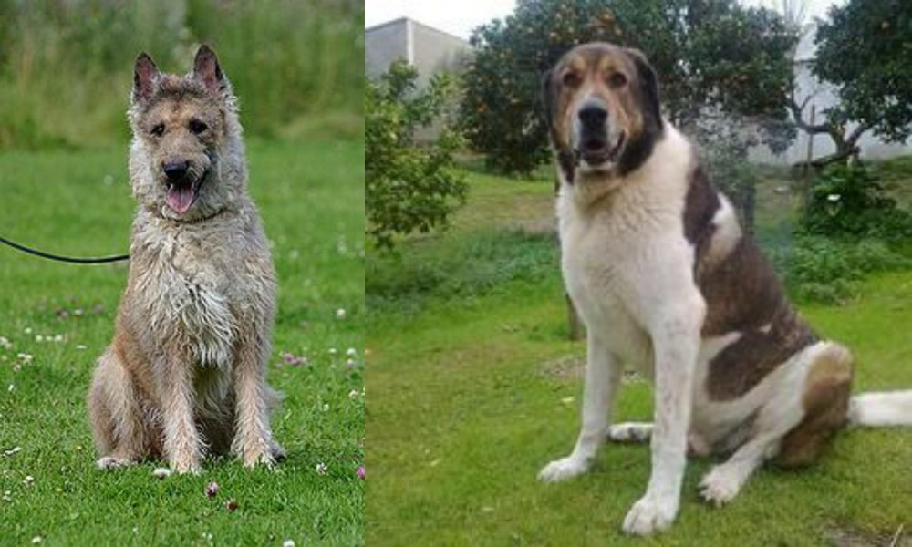 Cao de Gado Transmontano vs Belgian Shepherd Dog (Laekenois) - Breed Comparison