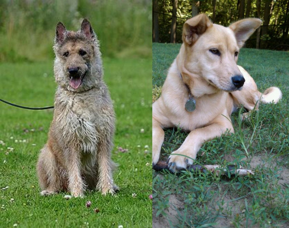 Carolina Dog vs Belgian Shepherd Dog (Laekenois) - Breed Comparison