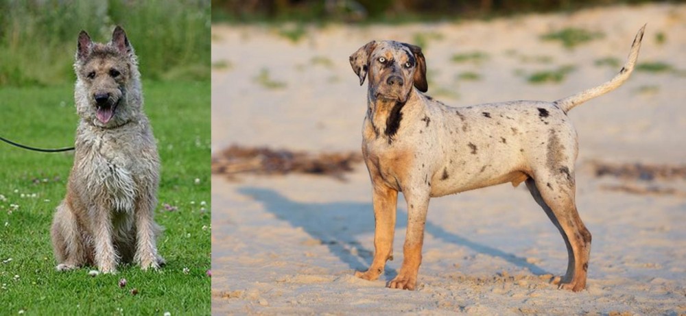 Catahoula Cur vs Belgian Shepherd Dog (Laekenois) - Breed Comparison