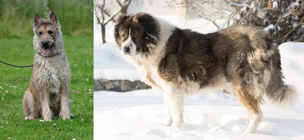 Caucasian Shepherd vs Belgian Shepherd Dog (Laekenois) - Breed Comparison
