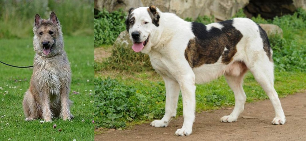 Central Asian Shepherd vs Belgian Shepherd Dog (Laekenois) - Breed Comparison