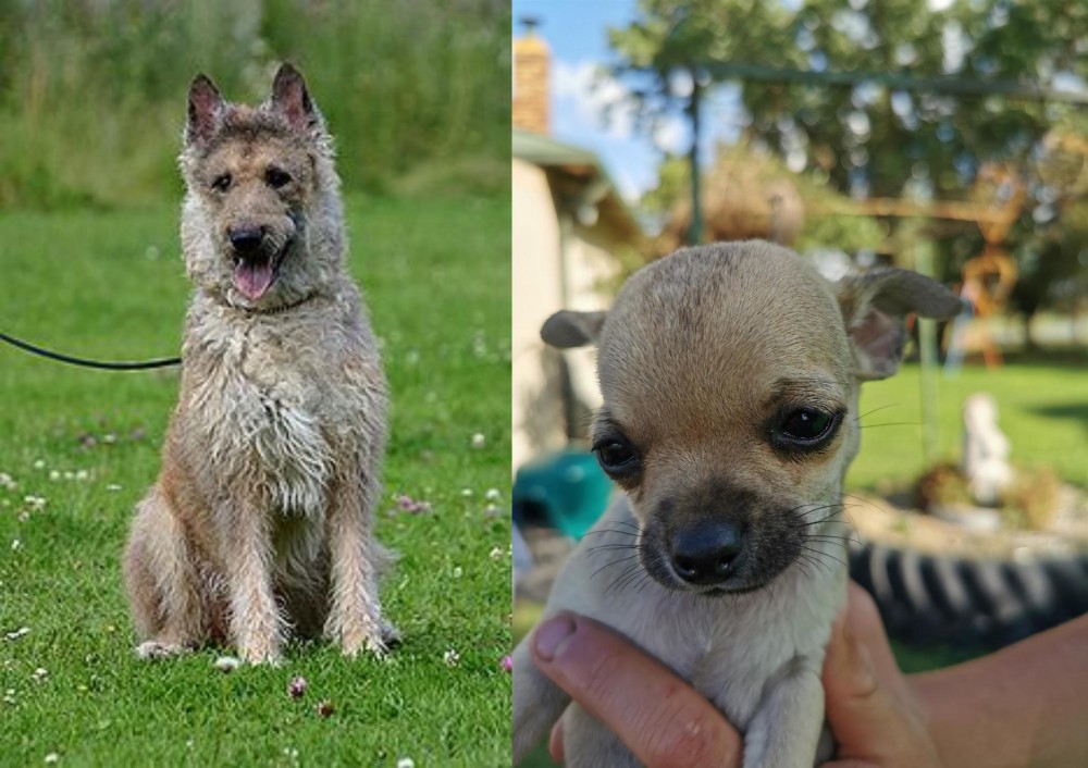 Chihuahua vs Belgian Shepherd Dog (Laekenois) - Breed Comparison