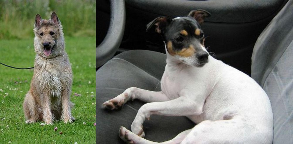 Chilean Fox Terrier vs Belgian Shepherd Dog (Laekenois) - Breed Comparison