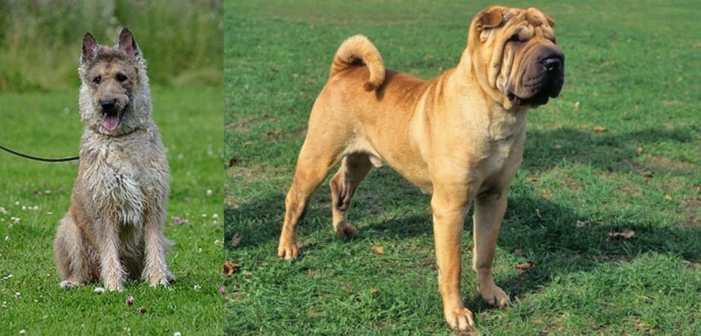 Chinese Shar Pei vs Belgian Shepherd Dog (Laekenois) - Breed Comparison