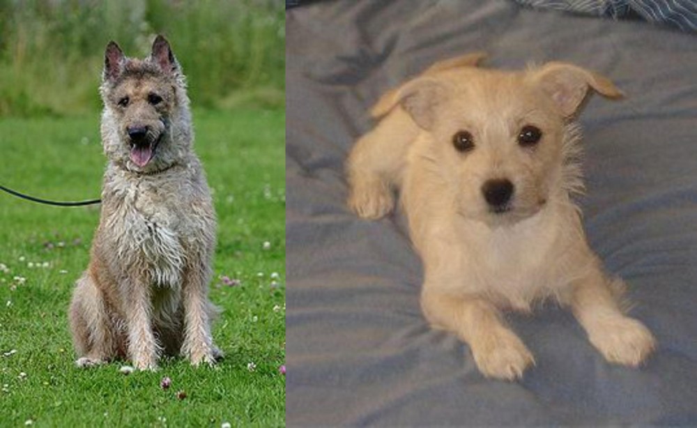 Chipoo vs Belgian Shepherd Dog (Laekenois) - Breed Comparison