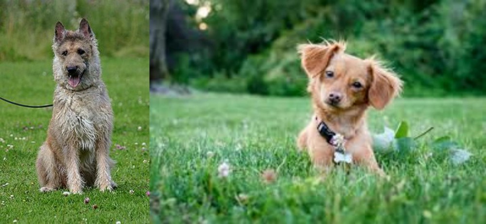 Chiweenie vs Belgian Shepherd Dog (Laekenois) - Breed Comparison