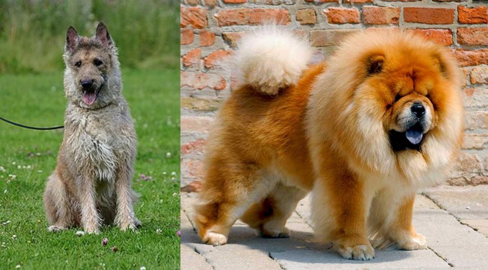 Chow Chow vs Belgian Shepherd Dog (Laekenois) - Breed Comparison