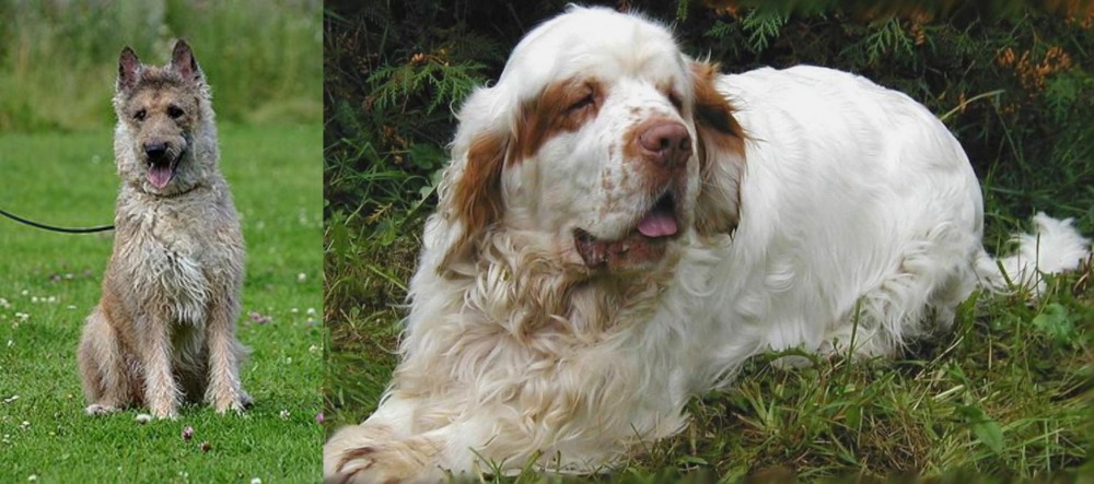 Clumber Spaniel vs Belgian Shepherd Dog (Laekenois) - Breed Comparison