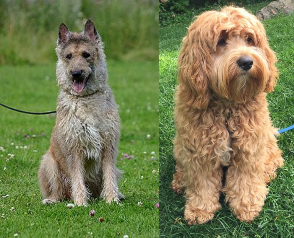 Cockapoo vs Belgian Shepherd Dog (Laekenois) - Breed Comparison