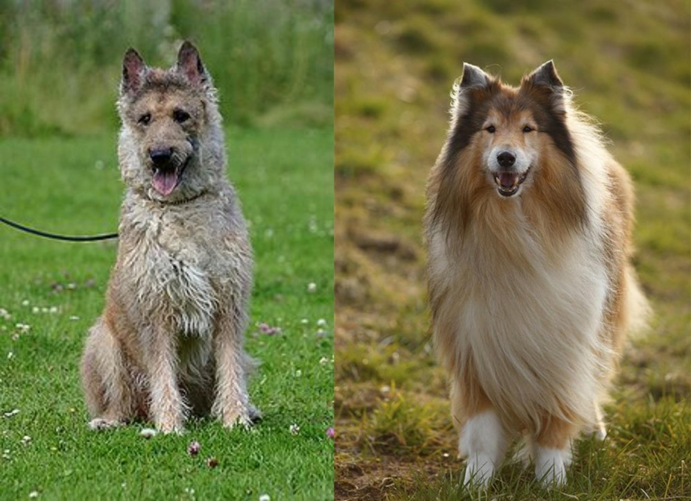 Collie vs Belgian Shepherd Dog (Laekenois) - Breed Comparison