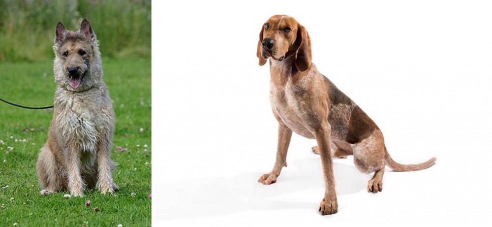 Coonhound vs Belgian Shepherd Dog (Laekenois) - Breed Comparison