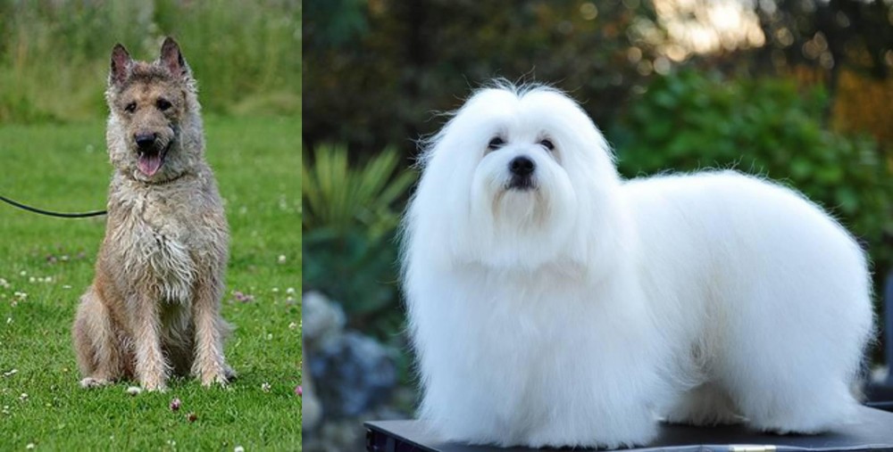 Coton De Tulear vs Belgian Shepherd Dog (Laekenois) - Breed Comparison