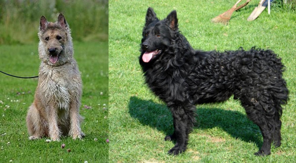 Croatian Sheepdog vs Belgian Shepherd Dog (Laekenois) - Breed Comparison